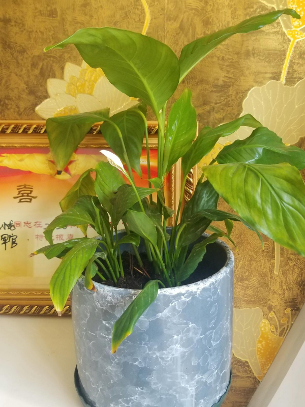 沒光也能開花的4種植物，花香濃郁寓意好，冬天養正合適