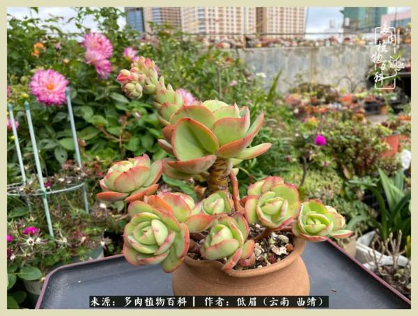 正是花好月圓時，再訪楊姐的屋頂花園