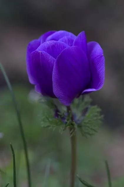 分享圖片&mdash;&mdash;罕見稀有的花卉