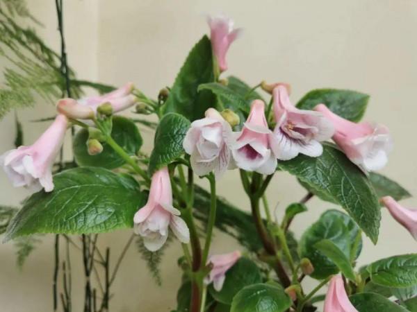 家裡別隻養綠蘿，15種精緻耐陰花，光照不好也能長很美