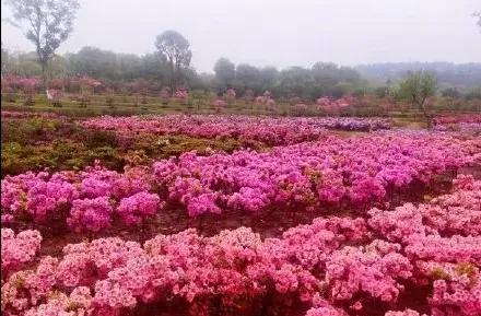 英山天馬寨杜鵑花海