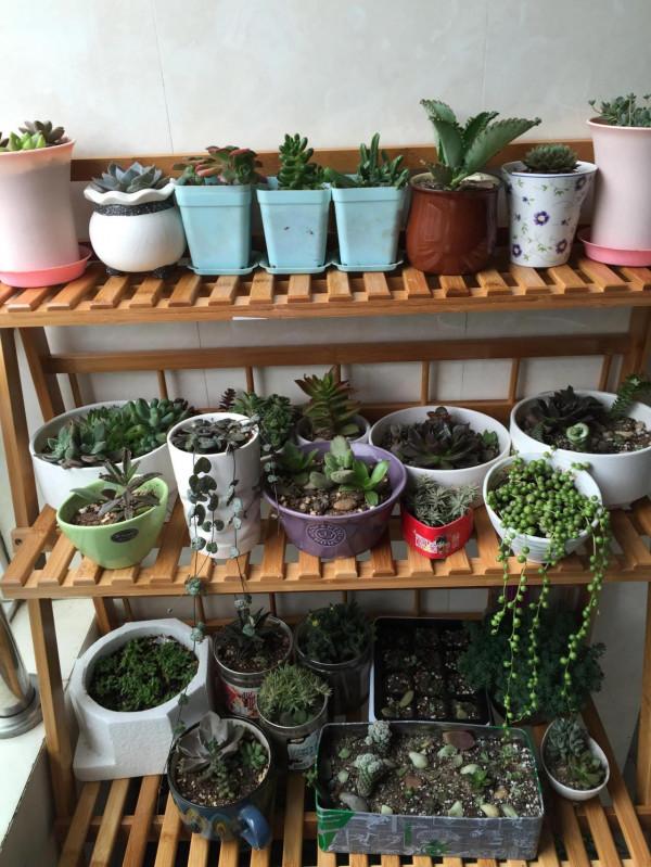 入多肉坑的那些日子