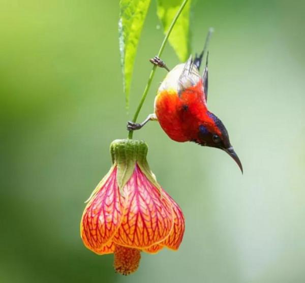 ＂東方的蜂鳥＂一一藍喉太陽鳥