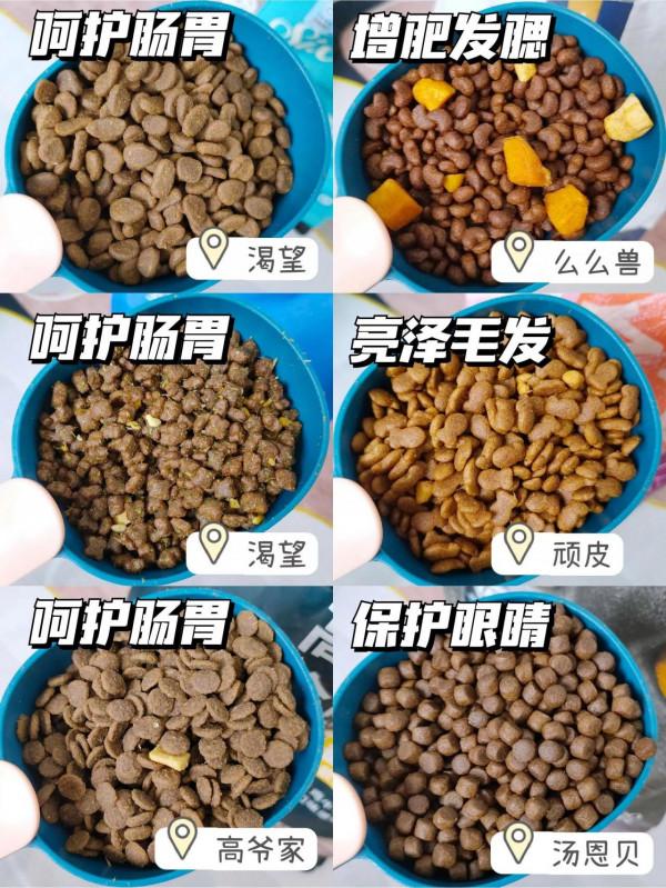 新手如何低成本養貓！貓糧選擇篇