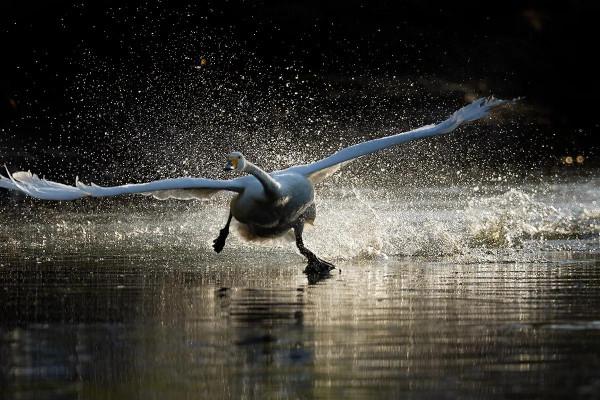 北京動物園拍大天鵝 北京動物園拍大天鵝