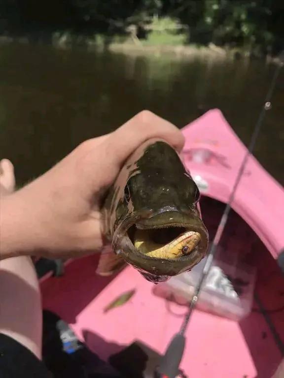 動物界中的龐然大物大賞，堪稱王者，難得一見，大開眼界