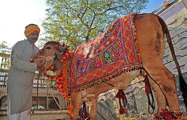 印度富豪拋棄妻子和兩個孩子,花18萬跟母牛結婚,多瘋狂才能這樣 印度富豪拋棄妻子和兩個孩子,花18萬跟母牛結婚,多瘋狂才能這樣