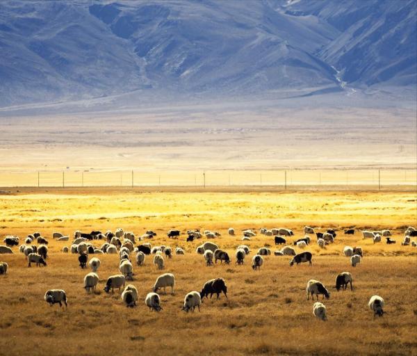 人口稀少、經濟落後的西藏，為何能成為西方日夜惦念之地呢？