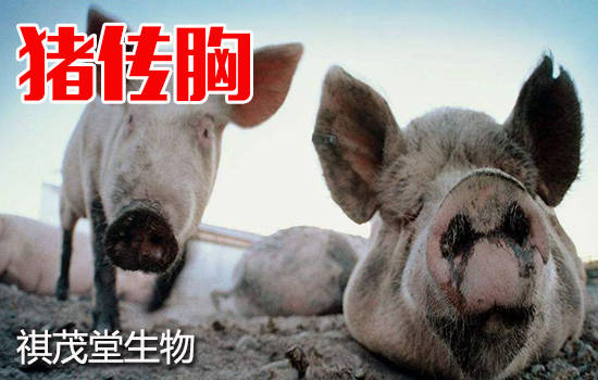 如何防治豬傳染性胸膜肺炎？預防和治療豬傳染性胸膜肺炎的中藥方