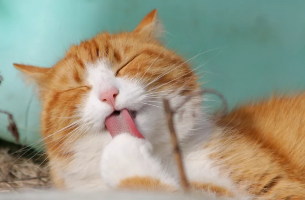 BC省大橘貓失蹤三年後在安省與主人重聚