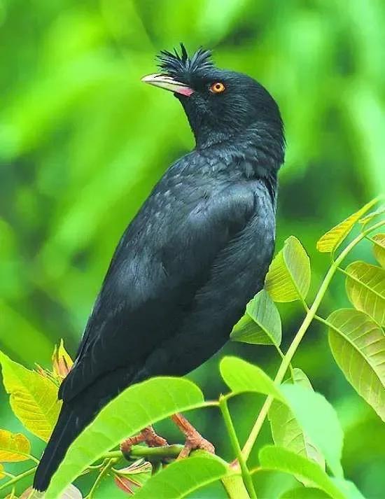 “老大”的故事 “老大”的故事