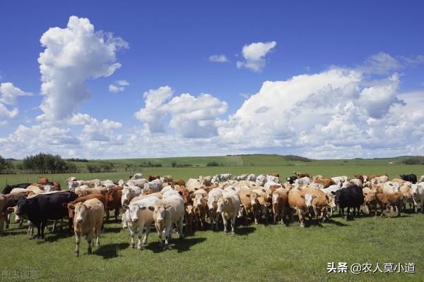 要不要回農村養豬、養牛創業?養豬養牛並不是唯一的選擇 要不要回農村養豬、養牛創業?養豬養牛並不是唯一的選擇