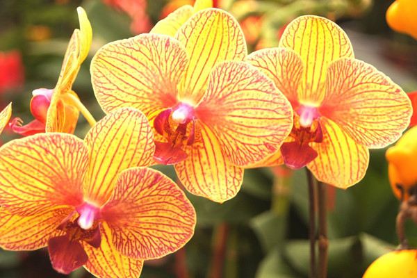 常見24種植物養護技巧，有了這個再也不怕養不活花