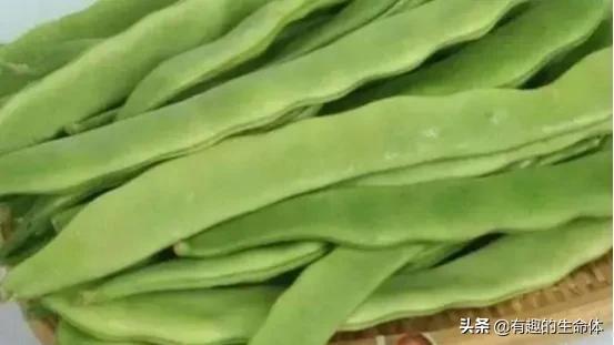 這14種豆類糧食你見過幾種，吃過幾種呢？很多人分不清是什麼豆子