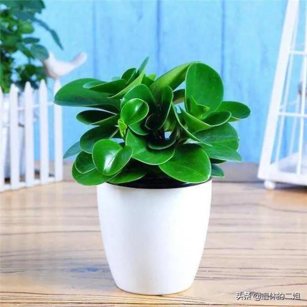 最適合家庭養殖、寓意又好且好養的大眾綠植都在這裡啦
