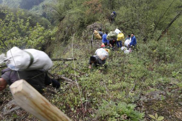 大熊貓國家公園彭州管護隊員:“守山”21年 徒步走遍保護區300餘平方公里 大熊貓國家公園彭州管護隊員:“守山”21年 徒步走遍保護區300餘平方公里