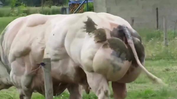 變異“肌肉”豬:人類透過基因改造,製造出來的怪物,你敢吃嗎 變異“肌肉”豬:人類透過基因改造,製造出來的怪物,你敢吃嗎