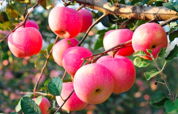 左眼跳財,右眼跳災?飯後百步走,活到九十九?靠不靠譜 左眼跳財,右眼跳災?飯後百步走,活到九十九?靠不靠譜