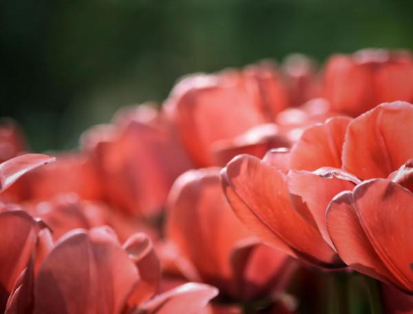 情侶園的鬱金香