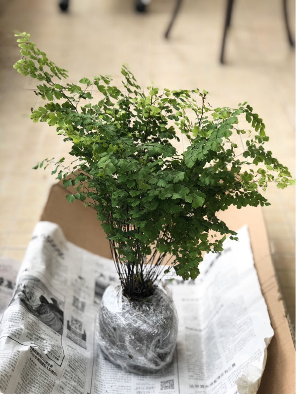 人養花花養人的4種花,養在臥室助睡眠,晚上睡得香 人養花花養人的4種花,養在臥室助睡眠,晚上睡得香