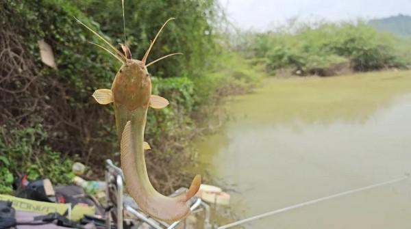 這6種“傷人魚”是最傷人的，很多釣友被刺過，釣到要注意了