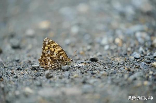 創造栩栩如生的木雕昆蟲