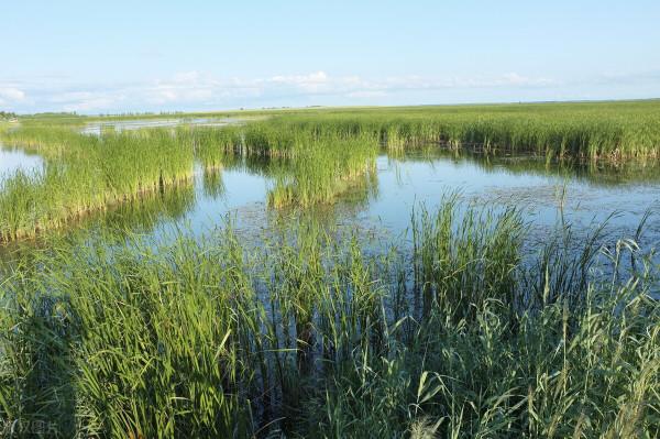 知青走進荒原欲尋短見,遭遇狼襲,奮力殺死兩狼重獲新生 知青走進荒原欲尋短見,遭遇狼襲,奮力殺死兩狼重獲新生
