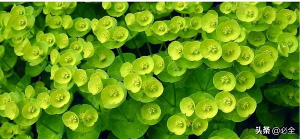 那些比草坪還美的鋪地植物