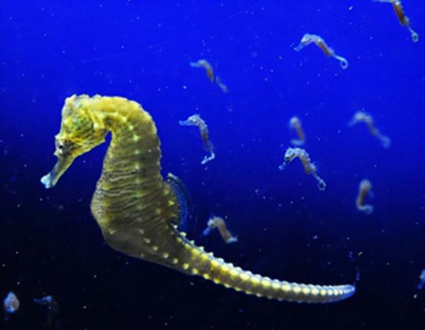 動物也有較為複雜的情感嗎? 動物也有較為複雜的情感嗎?