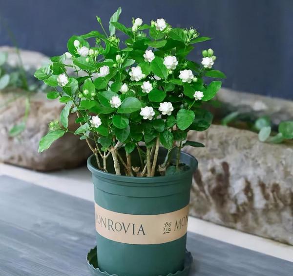 喜歡養花的女人,建議養這“5種花”,“美容養顏”好處多多 喜歡養花的女人,建議養這“5種花”,“美容養顏”好處多多