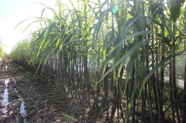 龐各莊甘蔗豐收了