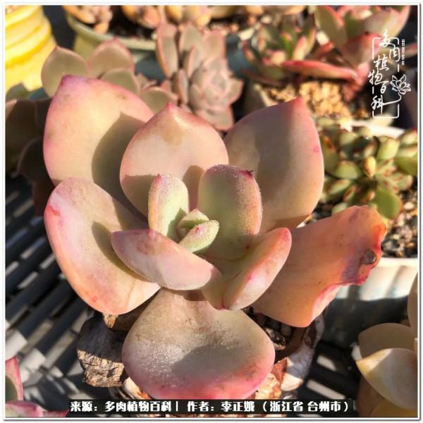 我的多肉，我的小世界