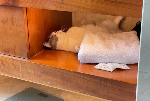 徐璐與貓主子同框，乖貓被迫營業