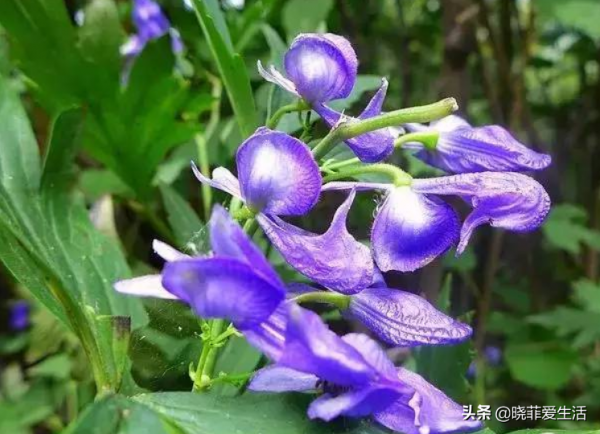 漂亮的有毒花！認識20種“大毒花”，遠離危險