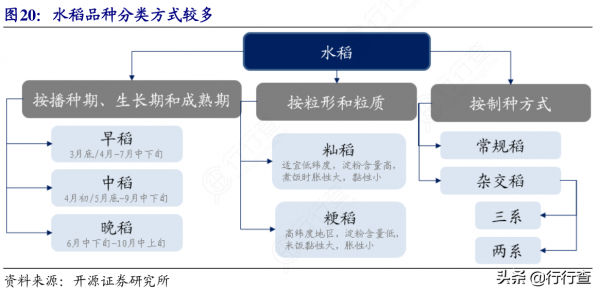 多年生稻“雲大107”一種兩季畝產超千公斤 多年生稻“雲大107”一種兩季畝產超千公斤