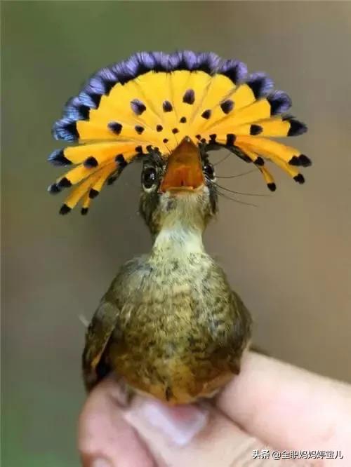 分享——稀奇古怪的鳥