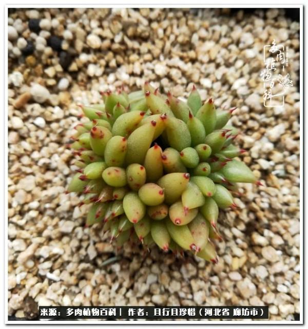 多肉的前世今生——論那些多肉的變化