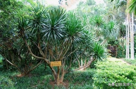 這是外國神樹?看看中國都曾引進過哪些?沒有對比就沒有傷害 這是外國神樹?看看中國都曾引進過哪些?沒有對比就沒有傷害