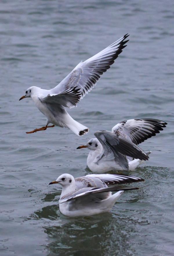 紅嘴鷗，一首生命的歌