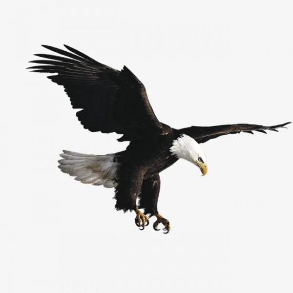 給寶寶講故事之學商篇(五)三隻小鳥 給寶寶講故事之學商篇(五)三隻小鳥