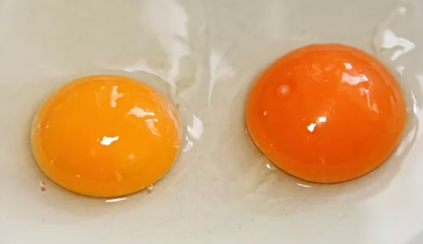 有助大腦健康的3種食物，您是否常吃呢？