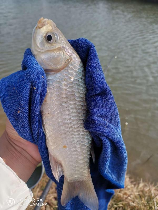 迎風浮漂飛，戰歌凱旋歸