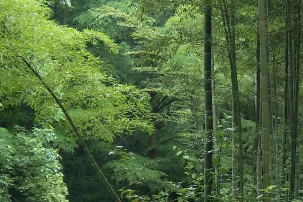 「散文」逛見裡山的春光