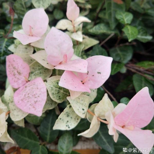 綠蘿都過時了,6種彩色葉子花,隨便一棵都美成油畫 綠蘿都過時了,6種彩色葉子花,隨便一棵都美成油畫