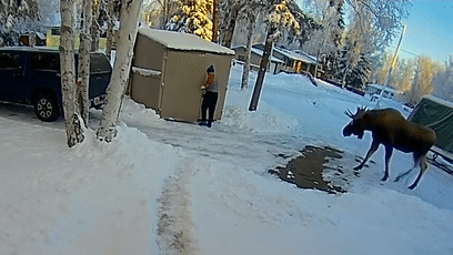 手掌大的飛蛾、比汽車高的鹿，這些東西比你想象的要大很多