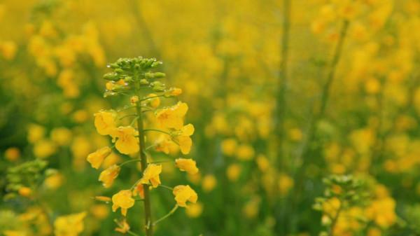 雲南普普通通的小縣城，有80多萬畝的油菜花，1月份美成人間仙境