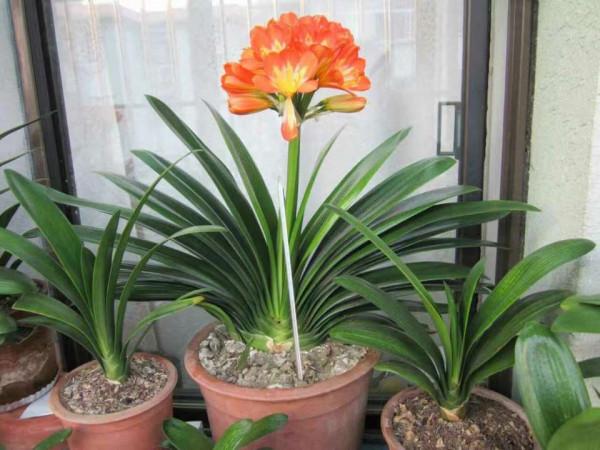 天氣冷氣溫低,這9種花要“幹養”,少澆水才不易受凍和爛根 天氣冷氣溫低,這9種花要“幹養”,少澆水才不易受凍和爛根