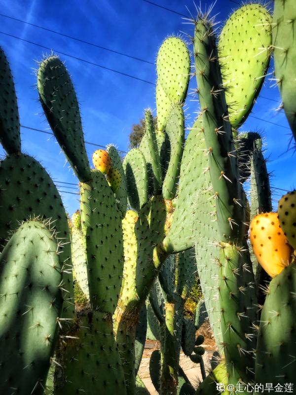 養花和性格息息相關，什麼性格喜歡什麼花，你同意嗎