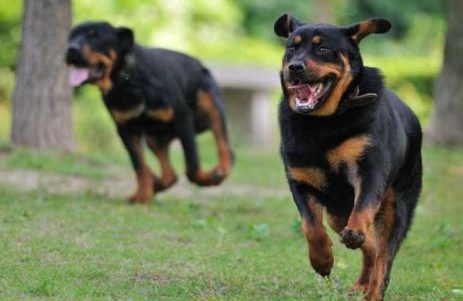 這幾種狗狗長得很“威猛”,一看就惹不起 這幾種狗狗長得很“威猛”,一看就惹不起