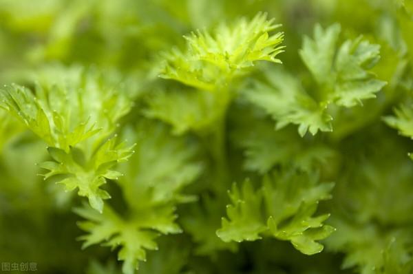 西紅柿新吃法，和芹菜葉一起烹飪，出鍋鮮美可口，很多人喜歡吃